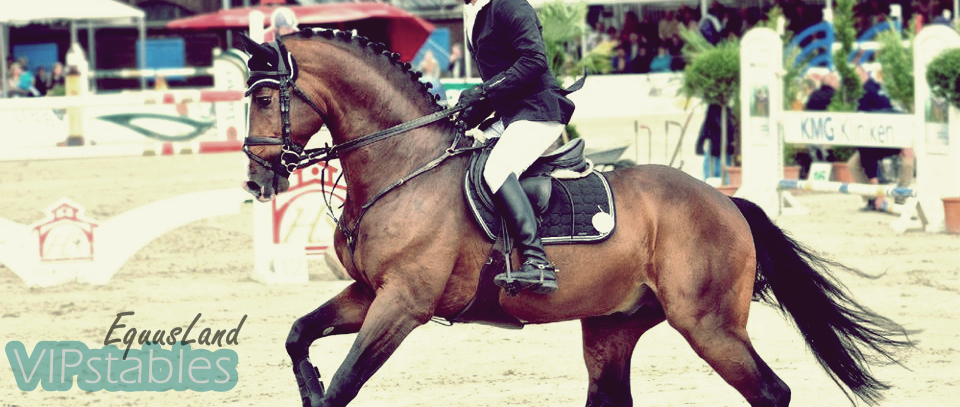 EquusLand | VIPstables *